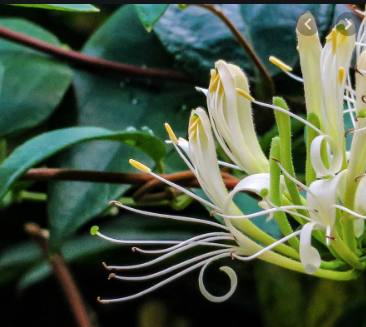 Honeysuckle Infused Skincare